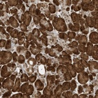 Anti-ZNF195 Antibody