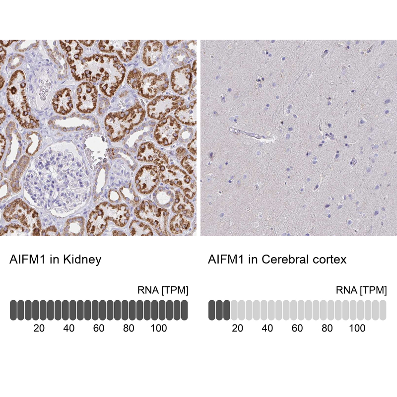 Anti-AIFM1 Antibody