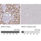 Anti-AIFM1 Antibody