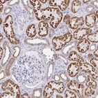 Immunohistochemical staining of human kidney shows high expression.