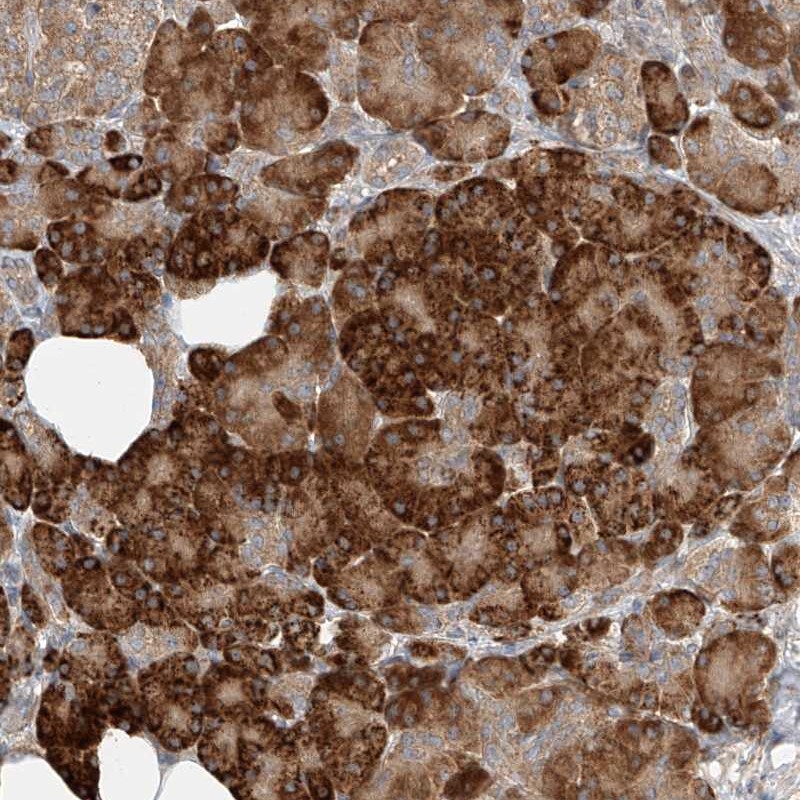 Anti-TMEM61 Antibody