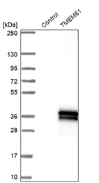 Western blot analysis in control (vector only transfected HEK293T lysate) and TMEM61 over-expression lysate (Co-expressed with a C-terminal myc-DDK tag (~3.1 kDa) in mammalian HEK293T cells, LY405509).