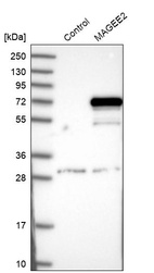 Western blot analysis in control (vector only transfected HEK293T lysate) and MAGEE2 over-expression lysate (Co-expressed with a C-terminal myc-DDK tag (~3.1 kDa) in mammalian HEK293T cells, LY408553).