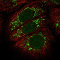 Anti-CFAP52 Antibody