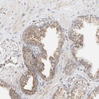 Anti-YIPF7 Antibody