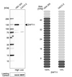 Western blot analysis in human cell line HEK 293 and human cell line CACO-2.