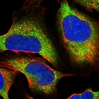Immunofluorescent staining of human cell line U-2 OS shows localization to cytosol.