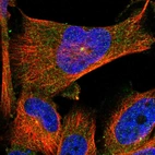 Immunofluorescent staining of human cell line U-251 MG shows localization to centrosome.