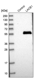 Western blot analysis in control (vector only transfected HEK293T lysate) and LACE1 over-expression lysate (Co-expressed with a C-terminal myc-DDK tag (~3.1 kDa) in mammalian HEK293T cells, LY407962).