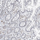 Immunohistochemical staining of human small intestine shows low expression as expected.