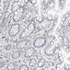 Immunohistochemical staining of human small intestine shows low expression as expected.