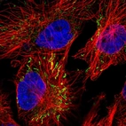 Immunofluorescent staining of human cell line U-251 MG shows localization to mitochondria.