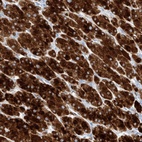 Anti-TM7SF2 Antibody