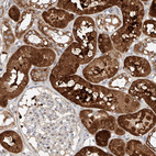 Anti-OSGEPL1 Antibody