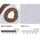Anti-RCN2 Antibody