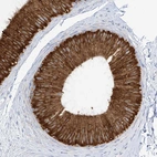 Immunohistochemical staining of human epididymis shows strong cytoplasmic positivity in glandular cells.