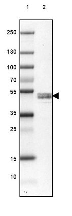 Lane 1: Marker [kDa] 250, 130, 100, 70, 55, 35, 25, 15, 10_br/_Lane 2: Human Cerebral Cortex tissue