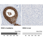 Anti-RCN2 Antibody