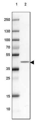 Lane 1: Marker [kDa] 250, 130, 100, 70, 55, 35, 25, 15, 10_br/_Lane 2: Mouse Cerebral Cortex tissue