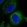 Anti-ZGRF1 Antibody