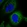 Anti-ZGRF1 Antibody