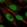 Anti-ZGRF1 Antibody
