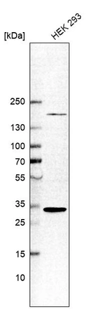 Western blot analysis in human cell line HEK 293.