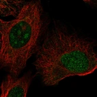 Immunofluorescent staining of human cell line U-2 OS shows localization to nucleus & nucleoli.
