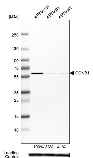 Anti-CCNB1 Antibody