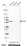 Anti-CCNB1 Antibody