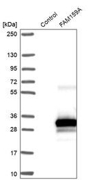 Western blot analysis in control (vector only transfected HEK293T lysate) and FAM159A over-expression lysate (Co-expressed with a C-terminal myc-DDK tag (~3.1 kDa) in mammalian HEK293T cells, LY421028).
