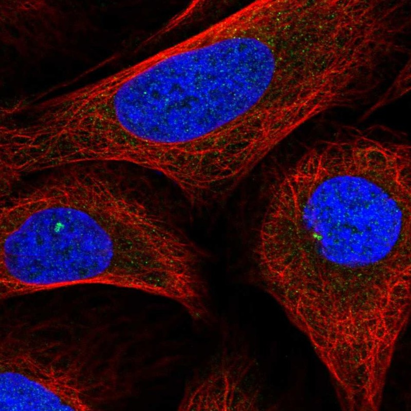 Anti-INTS6L Antibody