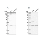 Anti-GRB2 Antibody