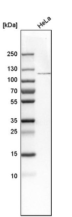 Western blot analysis in human cell line HeLa.