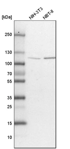 Western blot analysis in mouse cell line NIH-3T3 and rat cell line NBT-II.
