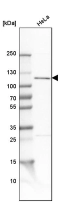 Western blot analysis in human cell line HeLa.