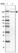 Anti-ARHGEF40 Antibody