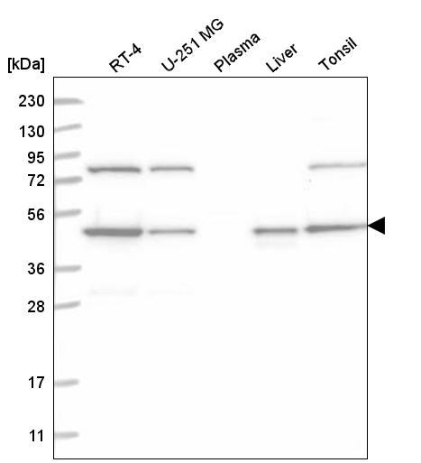 Anti-NCK1 Antibody