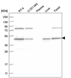 Anti-NCK1 Antibody