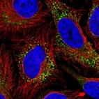 Immunofluorescent staining of human cell line HeLa shows localization to vesicles.