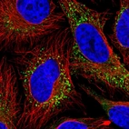 Immunofluorescent staining of human cell line HeLa shows localization to vesicles.