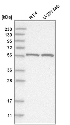 Anti-FANCC Antibody