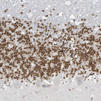 Anti-PAX6 Antibody