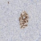 Immunohistochemical staining of human pancreas shows moderate to strong nuclear positivity in islets of Langerhans.