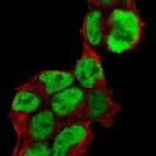 Immunofluorescent staining of human cell line HEK 293 shows localization to nucleoplasm.
