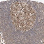 Immunohistochemical staining of human lymph node shows moderate positivity in lymphoid cells.