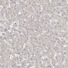 Immunohistochemical staining of human liver shows very weak positivity in hepatocytes.