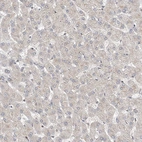 Immunohistochemical staining of human liver shows very weak positivity in hepatocytes.