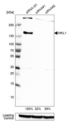 Anti-MKL1 Antibody