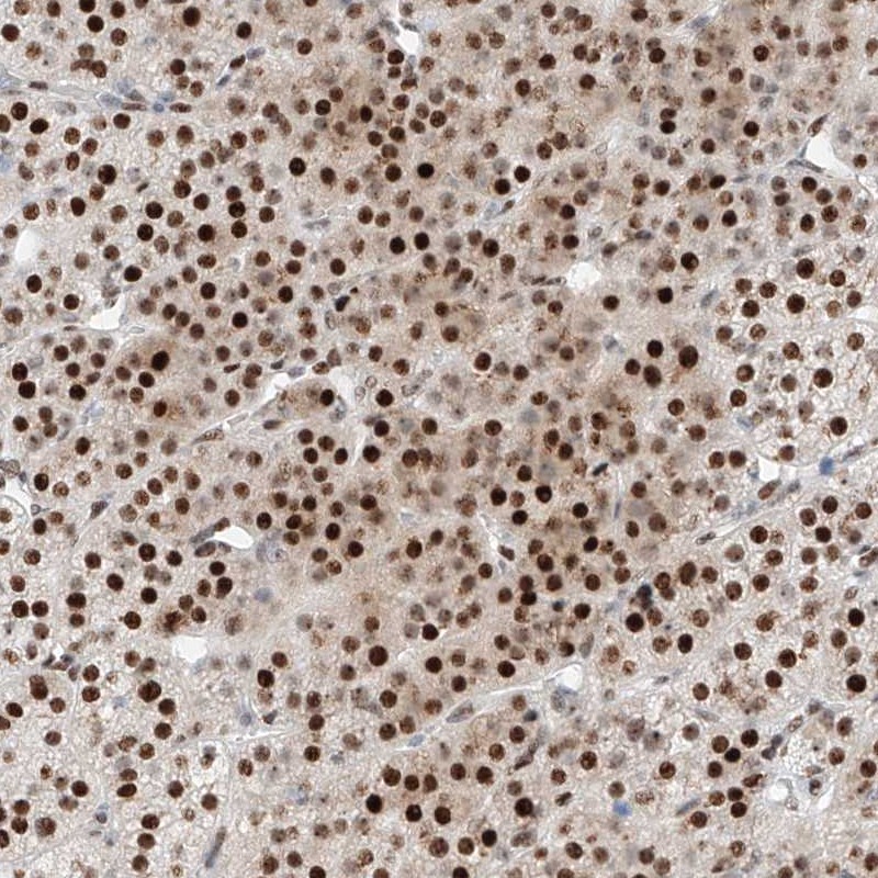 Anti-NT5C3B Antibody